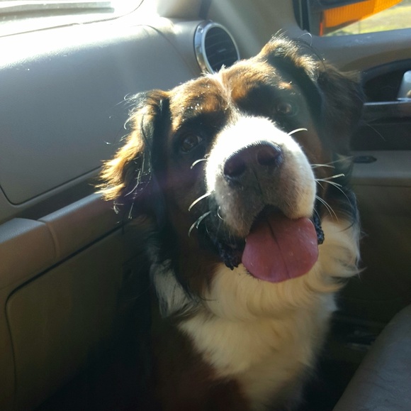 Meet your Posher, Aimee - Picture 3 of 3